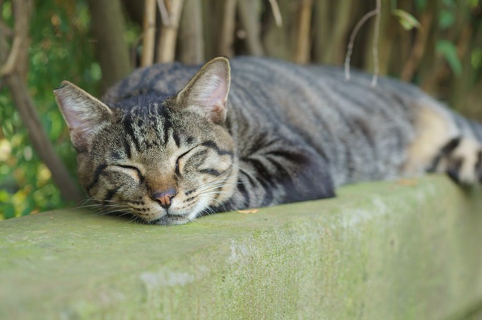 塀の上で眠る野良猫