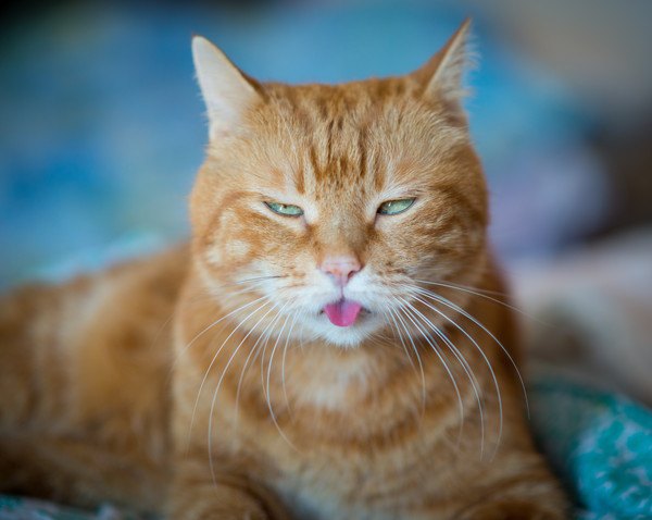 舌を出す茶色のキジ猫