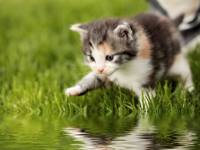 水辺の子猫