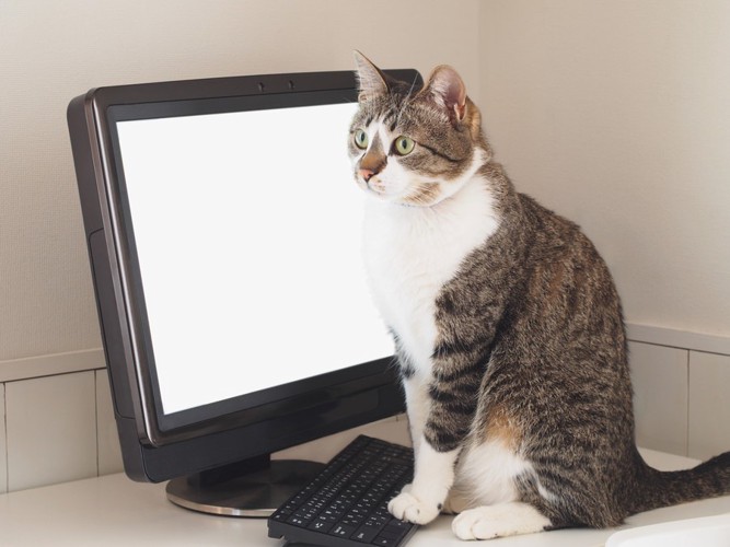 パソコンの前に座る猫
