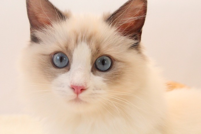 ブルーの瞳のふわふわ白猫