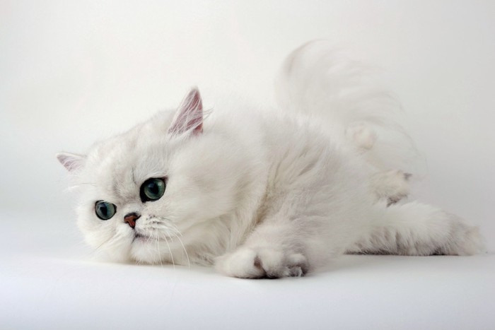 真っ白な猫
