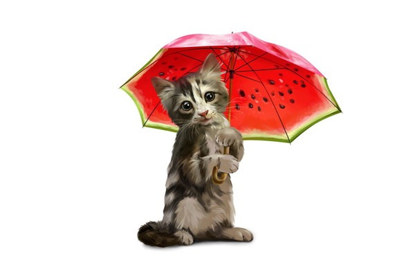 傘をさしている野良猫