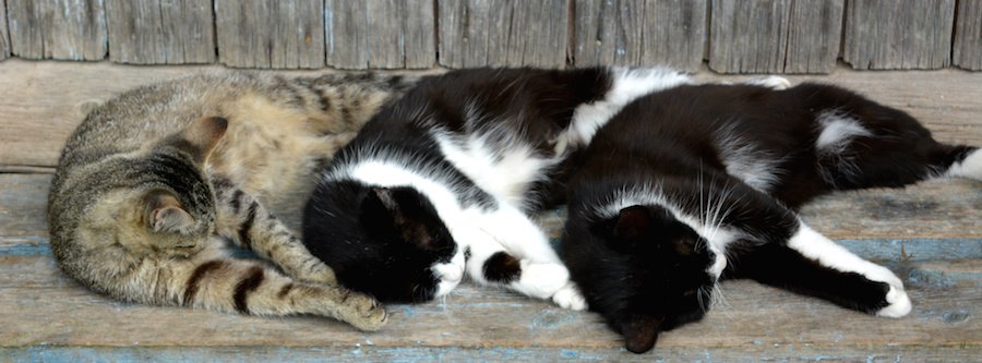 並んで同じポーズで眠る三匹の猫
