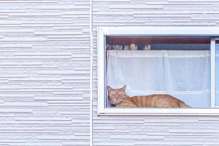 窓辺でくつろいで外を見る猫