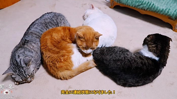 くっついて寝る4匹の猫