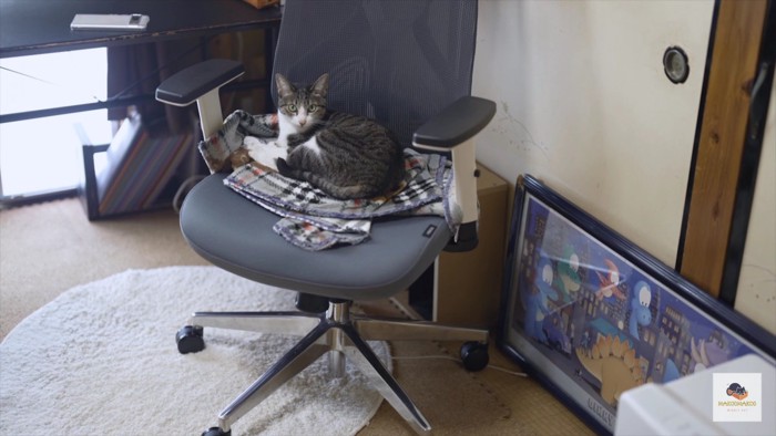 カメラ目線の椅子の上の猫
