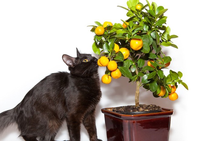 レモンの木の匂いを嗅ぐ黒猫