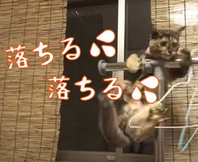 ポールから落ちそうになる猫