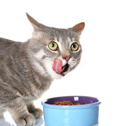 食器からご飯を食べる猫