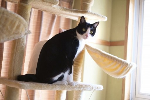 既製品のキャットタワーに登っているハチワレ猫