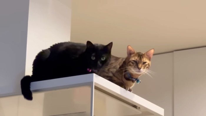 換気扇の上にいる2匹の猫