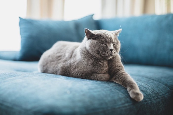 ソファーの上で目を閉じている猫