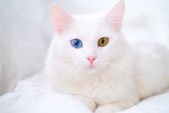 オッドアイが綺麗な白猫