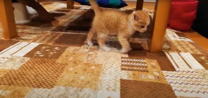 テーブルの下を歩く猫