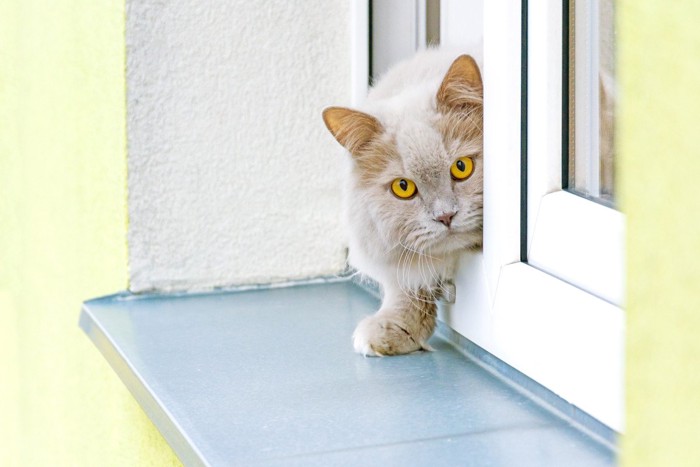 窓から1歩出た白っぽい猫