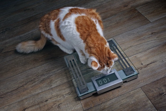 体重を覗き込む猫