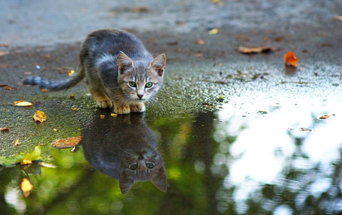 狙いをさだめる猫