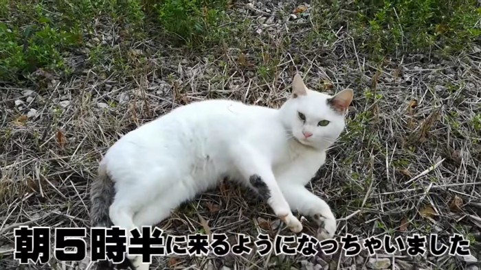 草の上で横たわる白猫