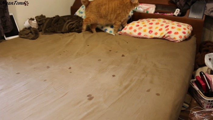猫のヨダレで汚れたベッド