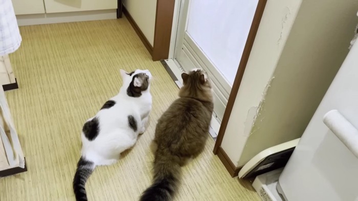 浴室のドアを見上げる猫2匹