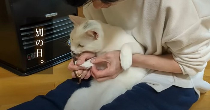 爪切を噛む猫