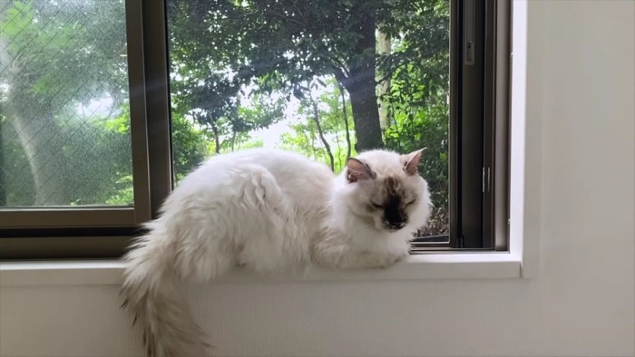 窓辺の長毛猫