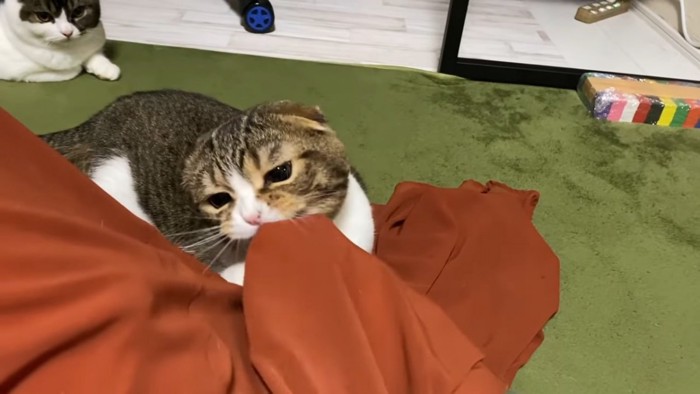 スカートの生地で遊ぶ猫