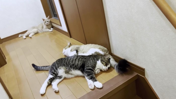 廊下で横になる3匹の猫