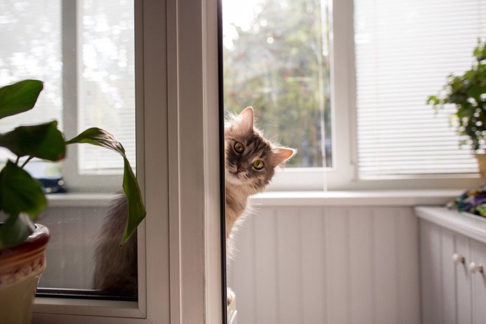 窓から覗いている猫