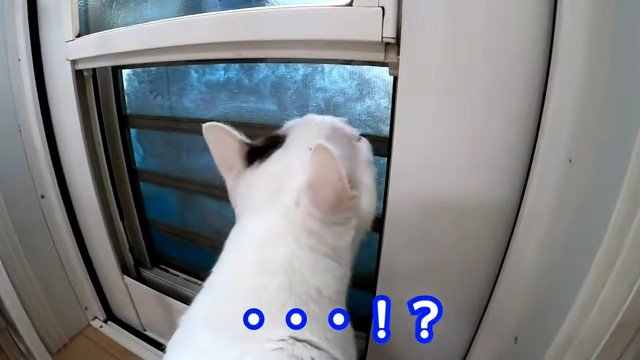 窓の外の雪を見る猫
