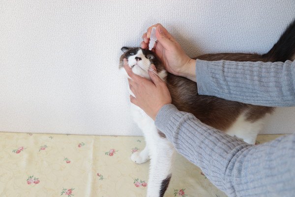 目薬をさされる猫