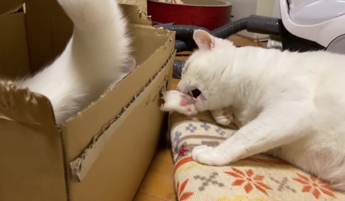 段ボールに入っている猫の手を噛む白猫