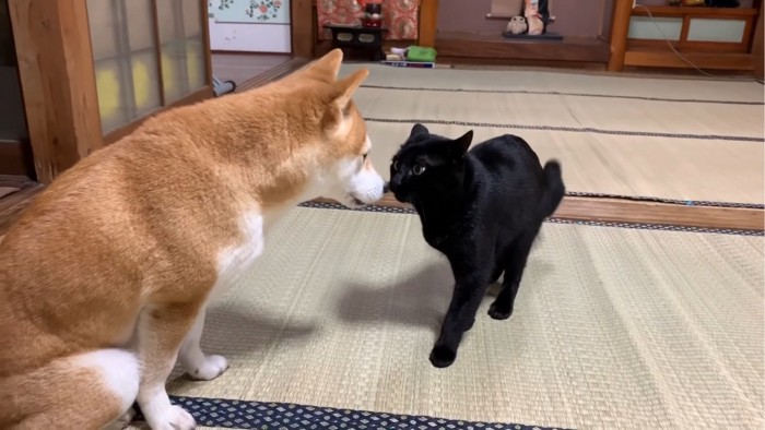 鼻先を近づける犬と猫