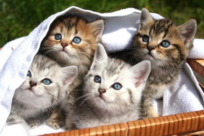 かごに入って布から顔を出す5匹の子猫