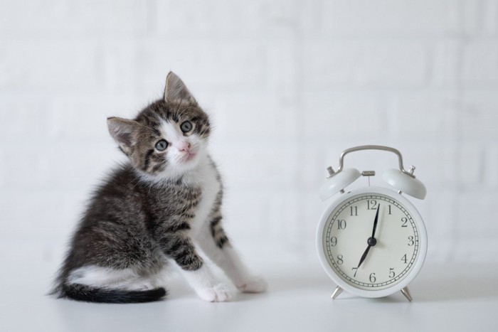 子猫と白い目覚まし時計