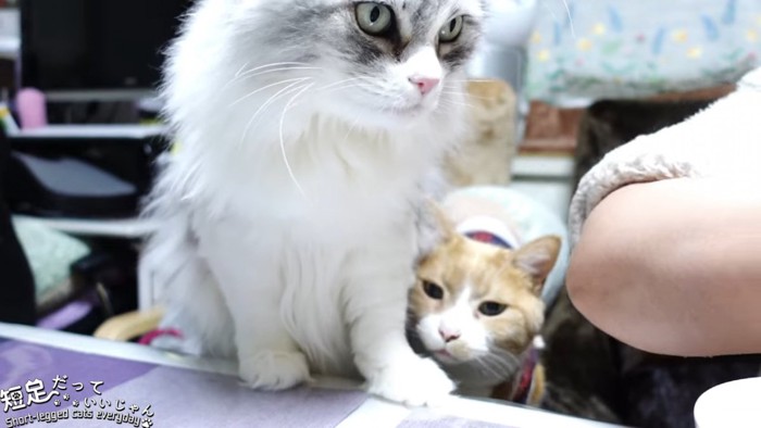 長毛の猫と茶色の猫