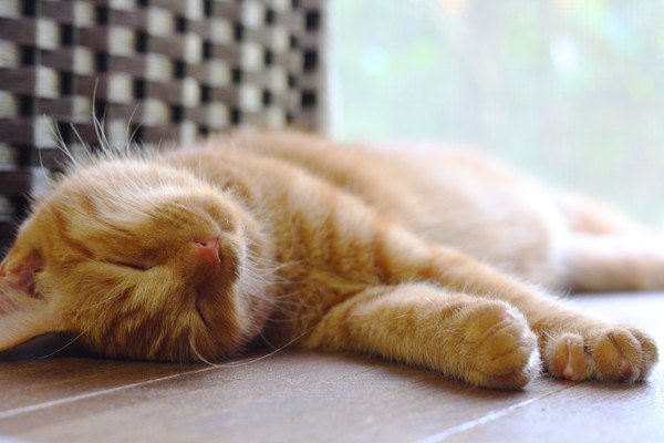 仰向けで寝る茶色い猫