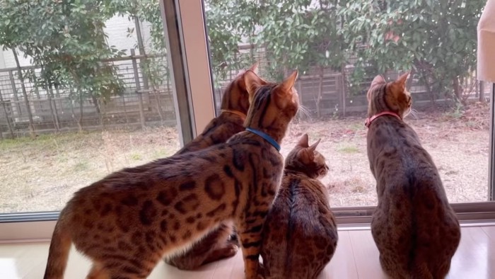 外を見る4匹の猫