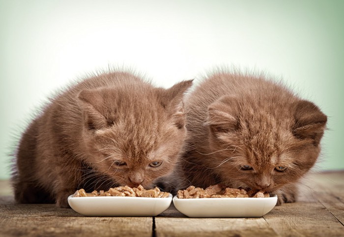 ご飯を並んで食べる2匹の子猫