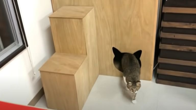 キャットタワーの穴から出てくる猫