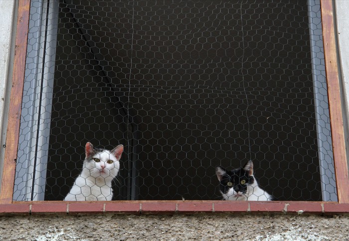 網戸越しに外を見る二匹の猫