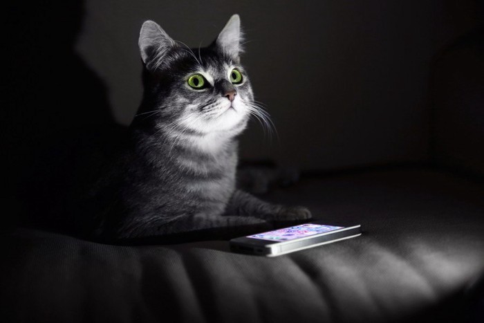 暗闇でスマホを見ている猫