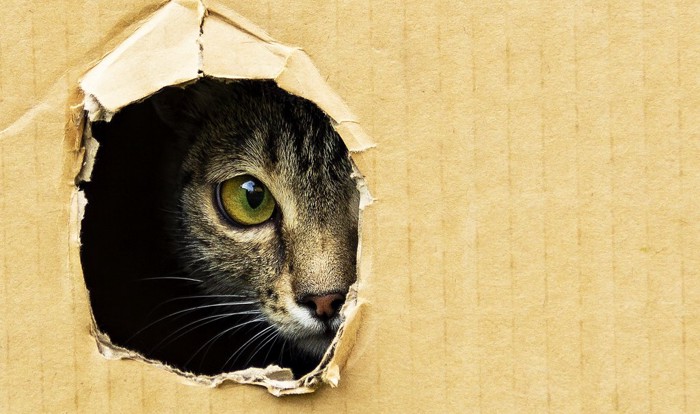 段ボールの穴から警戒している猫