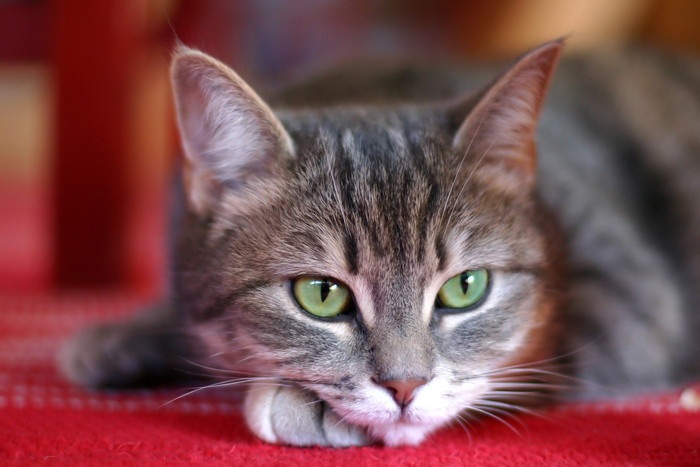 赤い絨毯の上で凛とした表情の猫