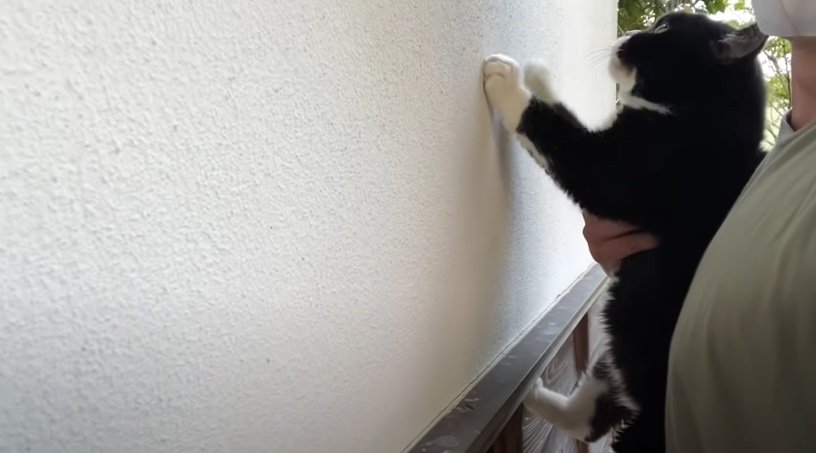 壁にタッチする黒白猫