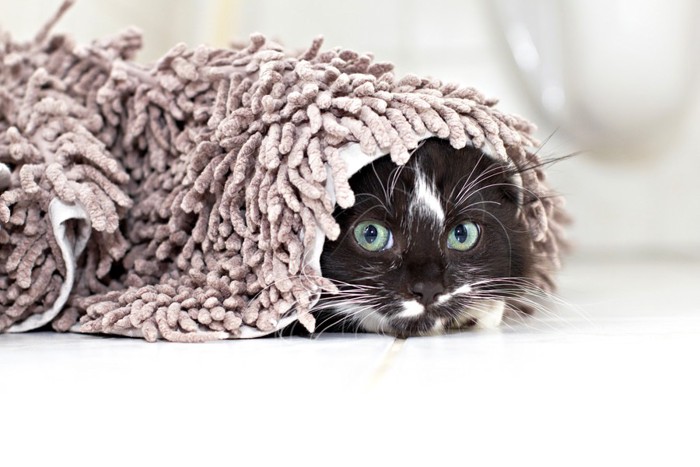 モップの下にいる猫
