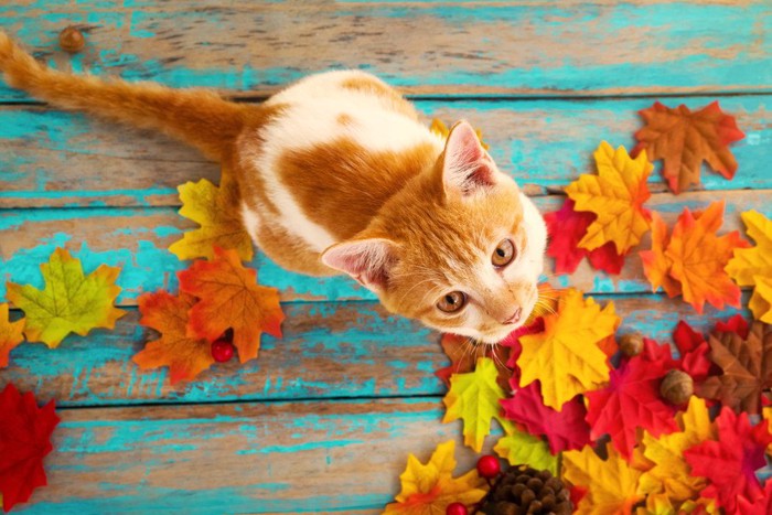 秋の落ち葉と猫
