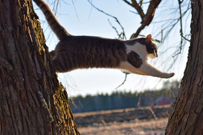 木を渡る猫