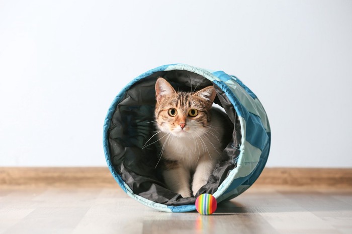 トンネルとボールで遊ぶ猫